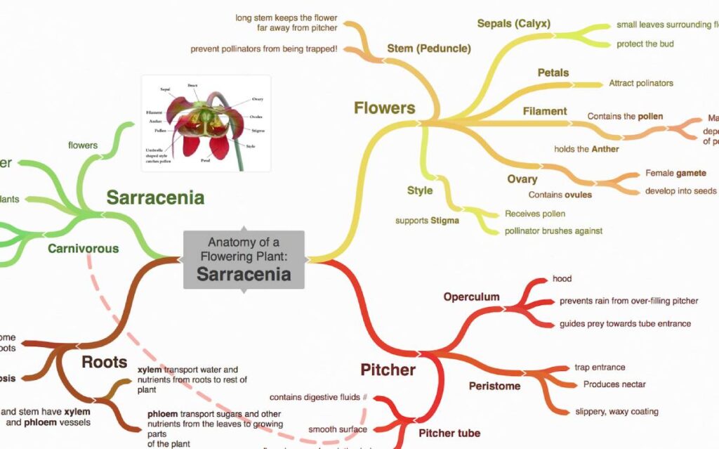 Infographic detailing the anatomy of the Sarracenia flowering plant, highlighting features of its flowers, roots, and pitcher structure.